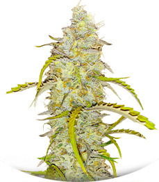 Сорт Black Herer Autoflower fem (Easy Grow Seeds)