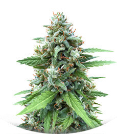 Сорт Descojack fem (Delicious Seeds)