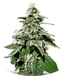 Сорт White Widow Auto fem (Green House Seeds)