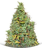 Сорт Auto New York City fem (Pyramid Seeds)