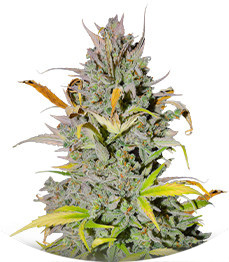 Crystal WW Autoflower fem (Easy Grow Seeds)