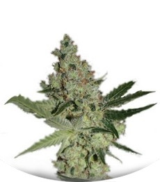 Сорт Acid fem (Paradise Seeds)