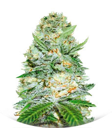 Сорт Auto Jack Hammer fem (Victory Seeds)