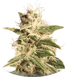 Auto Bubble fem (Female Seeds)