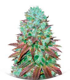 Auto NHL Diesel fem (Victory Seeds)