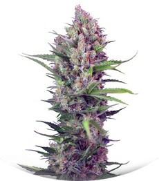 Сорт Cream Mandarine F1 Fast Version fem (Sweet Seeds)