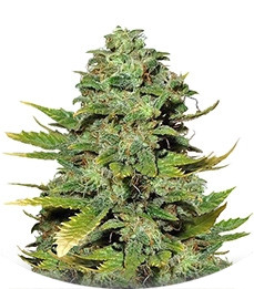 Сорт Mango Skunk reg (Nirvana Seeds)