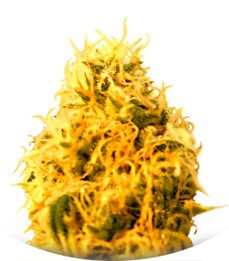 Сорт Mango Mist Shake fem (KFC Seeds)