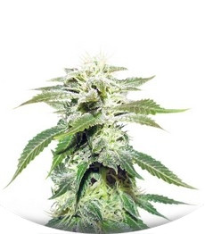 Original White Widow (IBL) fem (Paradise Seeds)