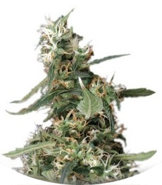 Сорт Arjan's Ultra Haze #1 fem