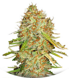 Сорт Auto Gorilla Blue fem (Advanced Seeds)