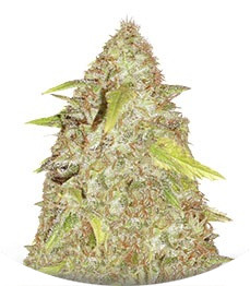 Сорт Kripple Shock fem (Dr. Krippling Seeds)