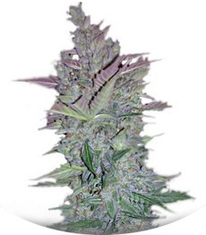 Сорт Vertigo auto fem (Paradise Seeds)