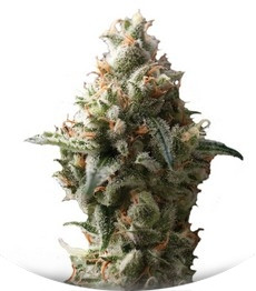 Сорт Auto Shark fem (Pyramid Seeds)