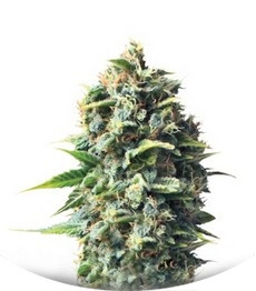 Сорт Pineapple Kush fem (Royal Queen Seeds)