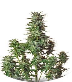 Сорт Snow White (Big Bud) fem (Nirvana Seeds)