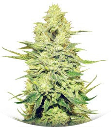 Сорт Royal Gorilla fem (Royal Queen Seeds)