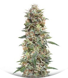 Сорт California Kush fem (00 Seeds)