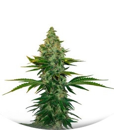 Сорт Liberty Haze fem (Barney's Farm)