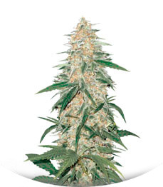 AK-77V fem (Victory Seeds)