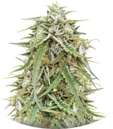 Сорт Auto NL fem (Female Seeds)