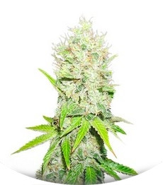 Jack La Mota fem (Medical Seeds)