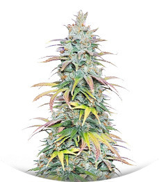 Apple Betty fem (Herbies Seeds)