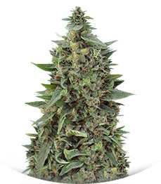 Сорт OG Kush Auto fem (Dr. Krippling Seeds)