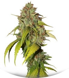 Сорт Sweet Tai fem (Sweet Seeds)