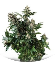 Сорт White Widow fem (Pyramid Seeds)