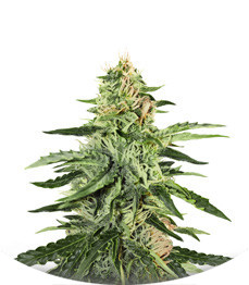 Сорт Girl Scout Cookies Auto fem (Original Sensible Seeds)