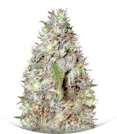 Сорт Kali´s White Shadow fem (KFC Seeds)