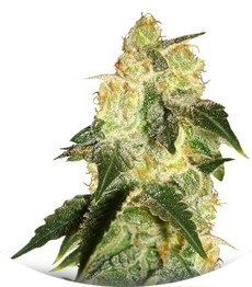 Сорт Pakistan Ryder auto fem (World of Seeds)