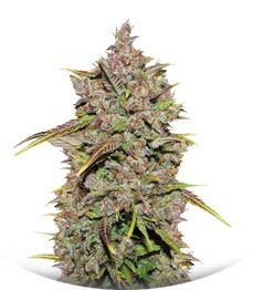 Сорт CBD Auto 1:1 auto fem (FastBuds Seeds)