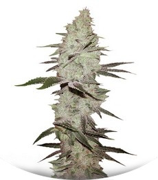 Сорт Six Shooter auto fem (FastBuds)