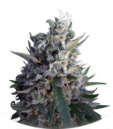 Eleven Roses fem (Delicious Seeds)