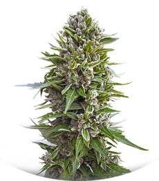 Сорт Auto Northern Lights fem (00 Seeds)