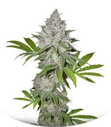 Сорт Californian Snow auto fem