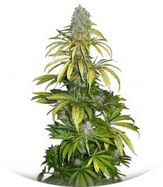 Сорт Chrystal fem (Nirvana Seeds)