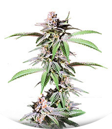 Dozy Breath fem (AlphaFem Seeds)