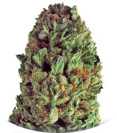 Budzilla fem (Heavyweight Seeds)