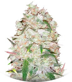 Сорт Bulk Smash Auto fem (Dr. Krippling Seeds)