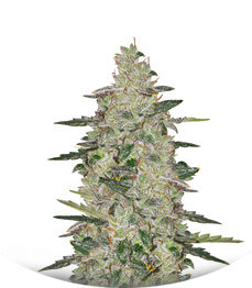 Сорт Auto Anesthesia fem (Pyramid Seeds)