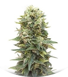 Сорт Auto Afghan Mass fem (00 Seeds)