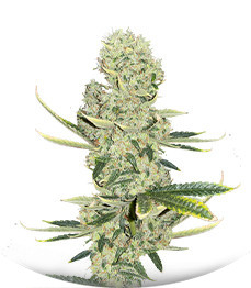 Сорт Kali Banner fem (AlphaFem Seeds)