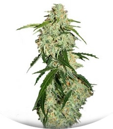 Сорт Big Bang Auto fem (Green House Seeds)