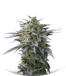 Сорт Blue Mystic fem (Royal Queen Seeds)