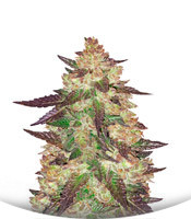 Сорт Black Cherry Punch fem (Pyramid Seeds)