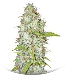 Сорт Afghan Kush X Skunk fem (World of Seeds)