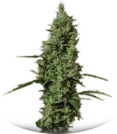 Atomical Haze fem (Paradise Seeds)